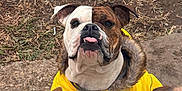 Georgia joined the competition — help win amazing prizes! dog, yellow_jacket, outdoor, muddy_ground, playful, tongue_out, three_dogs, brown_dog, white_dog, ear_up, pet, animal, canine, fur, alert, looking_up, close_up, cute, companion, friendship