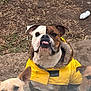 dog, yellow_jacket, outdoor, muddy_ground, playful, tongue_out, three_dogs, brown_dog, white_dog, ear_up, pet, animal, canine, fur, alert, looking_up, close_up, cute, companion, friendship