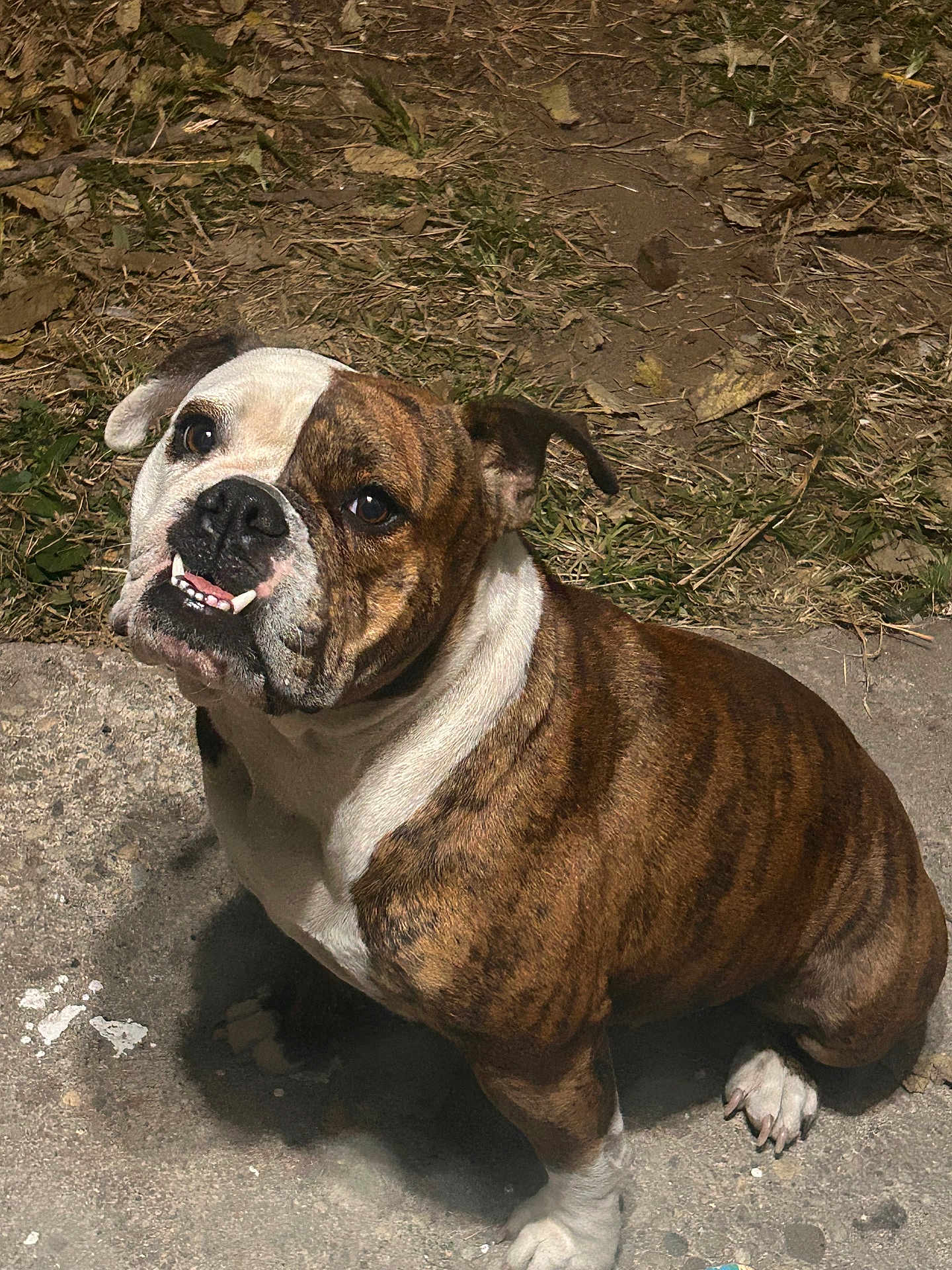 Georgia joined the competition — help win amazing prizes! dog, bulldog, brindle, white, pet, animal, outdoor, grass, concrete, sitting, canine, cute, face, expression, paw, ears, nature, fur, tongue, teeth