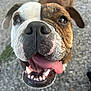 Georgia is registered to the contest to win money with this photo: dog, close_up, tongue_out, happy, pet, animal, brown, white, brindle, face, canine, outdoor, smiling, teeth, ears, nose, fur, friendly, muzzle, excited