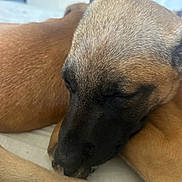 Hades is registered to the contest to win money with this photo: dog, sleeping, close_up, fur, paw, resting, relaxed, pet, animal, canine, indoors, brown_fur, snout, ears, peaceful, cozy, portrait, laying_down, nap, companion