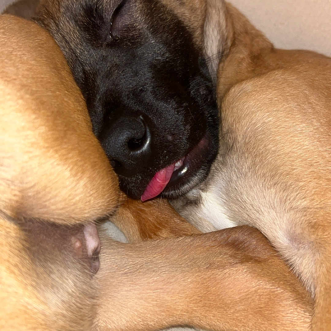 Hades is registered to the contest to win money with this photo: dog, sleeping, tongue, closeup, brown_fur, black_muzzle, pet, cute, resting, indoor, animal, canine, fur, ears, paw, nose, relaxed, cozy, companion, snuggling