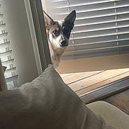 Pablo is registered to the contest to win money with this photo: dog, peeking, door, blinds, indoor, couch, pillow, wood_floor, curiosity, light, shadow, pet, animal, home, interior, furniture, window, daylight, ears, face