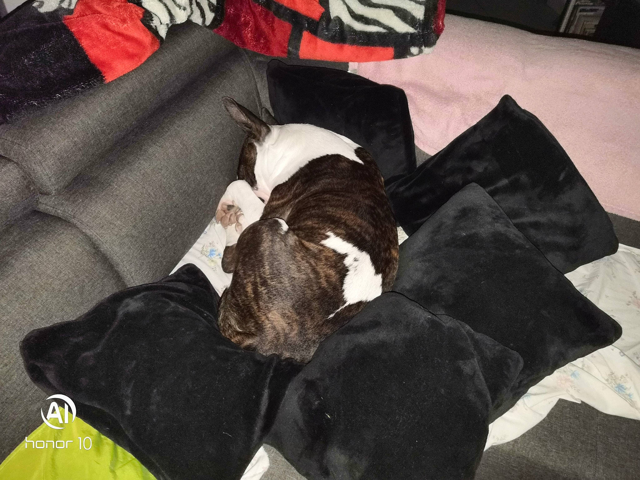 Rocko participe au concours pour gagner de l'argent avec cette photo : boston_terrier, canidae, carnivore, companion_dog, dog, dog_breed, nap, non_sporting_group, sporting_group
