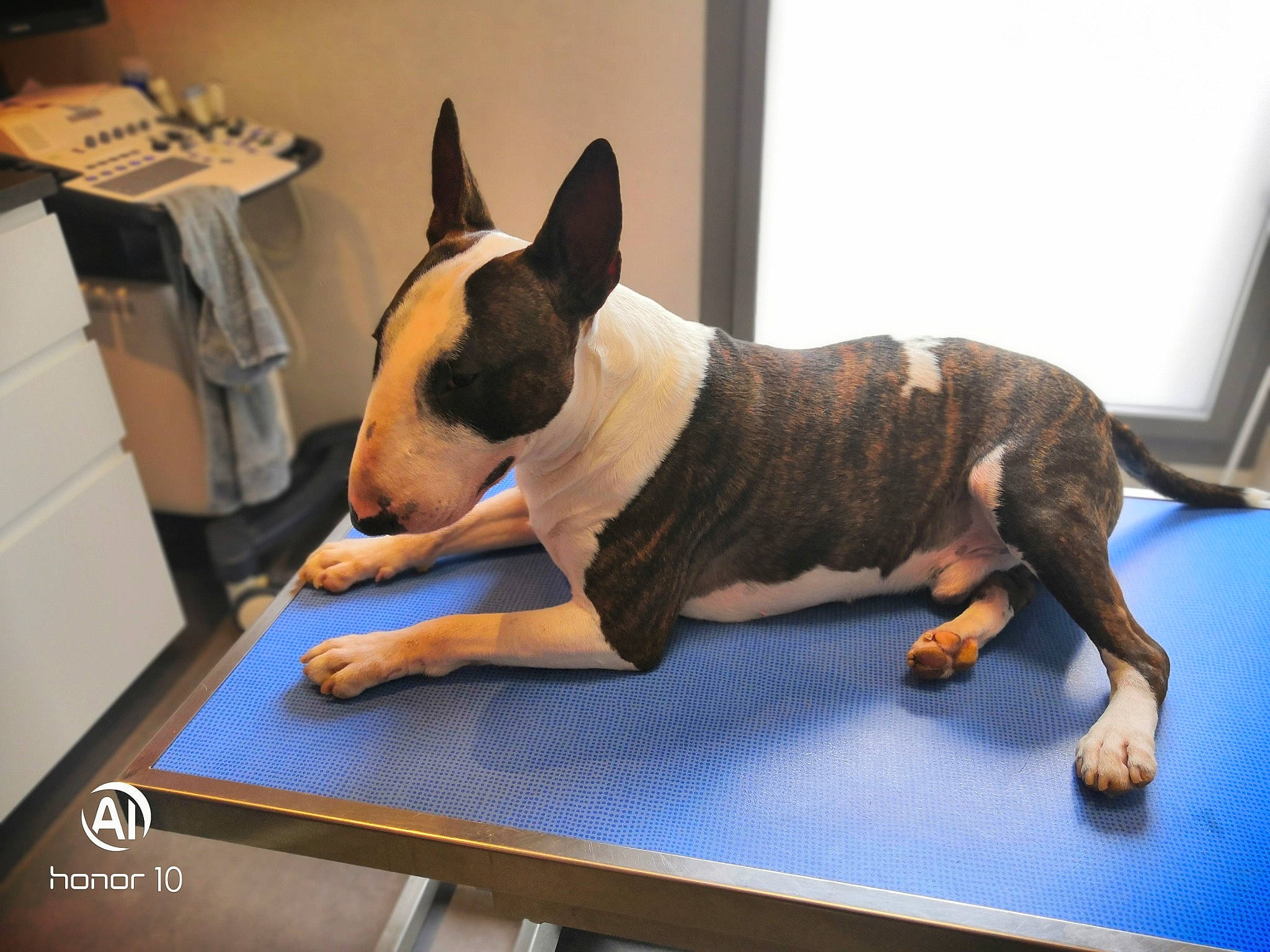 Rocko participe au concours pour gagner de l'argent avec cette photo : bull_and_terrier, bull_terrier, bull_terrier_miniature, bulldog, canidae, carnivore, companion_dog, dog, dog_breed, ear, fawn, mammal, non_sporting_group, old_english_terrier, snout