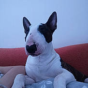 Rocko a rejoint le concours — aidez-le/la à gagner de superbes lots ! bull_and_terrier, bull_terrier, bull_terrier_miniature, canidae, carnivore, dog, dog_breed, ear, english_white_terrier, fawn, mammal, non_sporting_group, old_english_terrier, snout, vertebrate