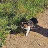 Tagada a rejoint le concours — aidez-le/la à gagner de superbes lots ! cat, leash, dirt_path, grass, plants, outdoor, sunny, nature, pet, walking, animal, exploring, greenery, daylight, feline, fur, side_view, small, curious, adventure