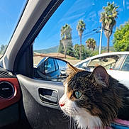 Tagada participe au concours pour gagner de l'argent avec cette photo : cat, animal, pet, car_interior, window, sunlight, daytime, blue_sky, palm_trees, harness, fur, whiskers, side_view, domestic_cat, curious, closeup, transportation, reflection, vehicle, nature_outside
