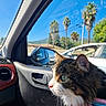 cat, animal, pet, car_interior, window, sunlight, daytime, blue_sky, palm_trees, harness, fur, whiskers, side_view, domestic_cat, curious, closeup, transportation, reflection, vehicle, nature_outside