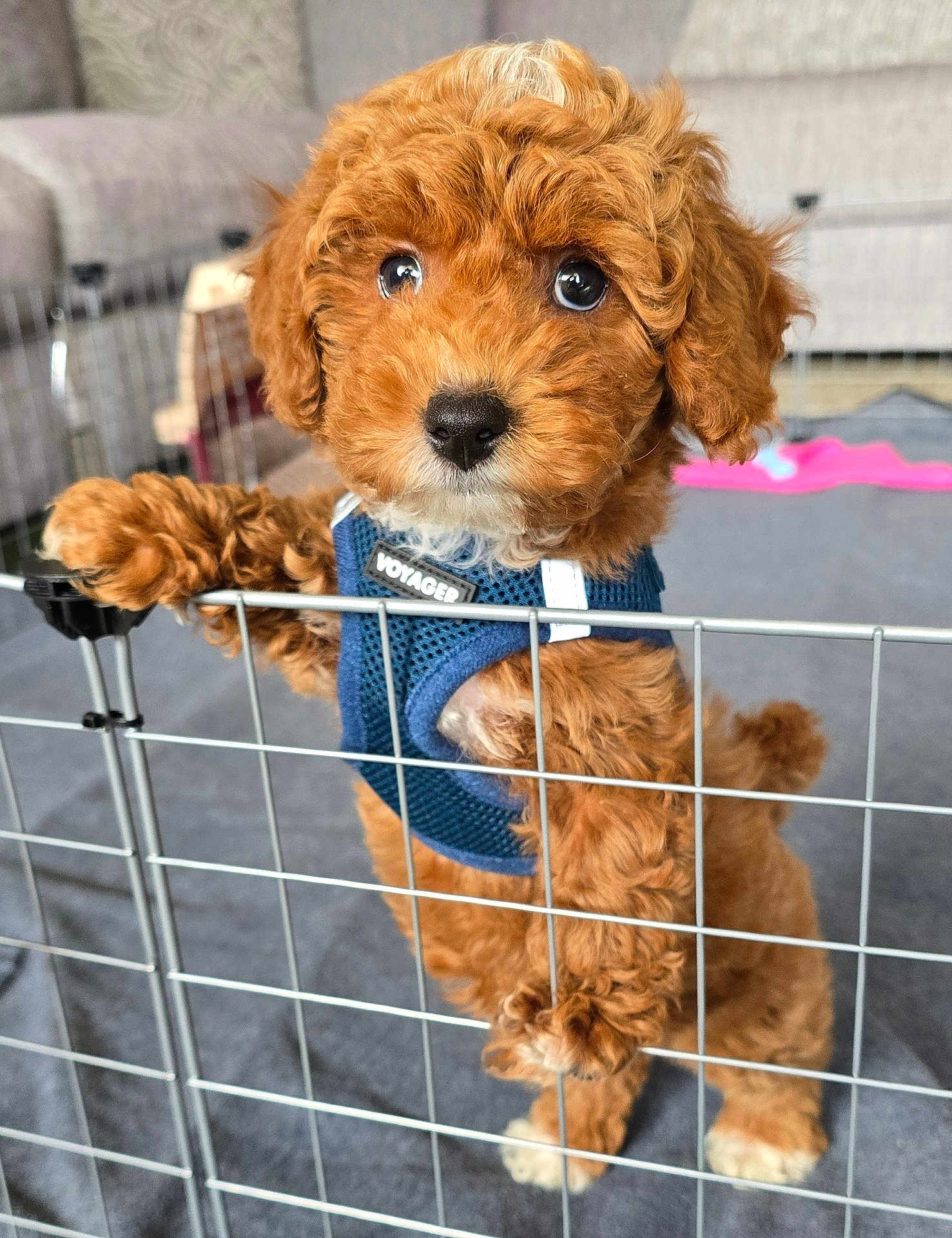 Pickles is registered to the contest to win money with this photo: puppy, dog, curly_fur, brown_fur, big_eyes, harness, voyager_label, paw, black_nose, playpen, metal_gate, indoor, carpet, sofa, background_blur, pet, cute, standing, closeup, portrait