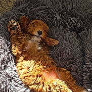 Pickles joined the competition — help win amazing prizes! dog, puppy, brown_fur, curly_fur, fluffy_bed, pet_bed, carpet, indoor, sunlight, cozy, sleeping, belly_up, paws, cute, nose, furry, relaxed, soft_texture, tail, close_up