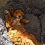 dog, puppy, brown_fur, curly_fur, fluffy_bed, pet_bed, carpet, indoor, sunlight, cozy, sleeping, belly_up, paws, cute, nose, furry, relaxed, soft_texture, tail, close_up
