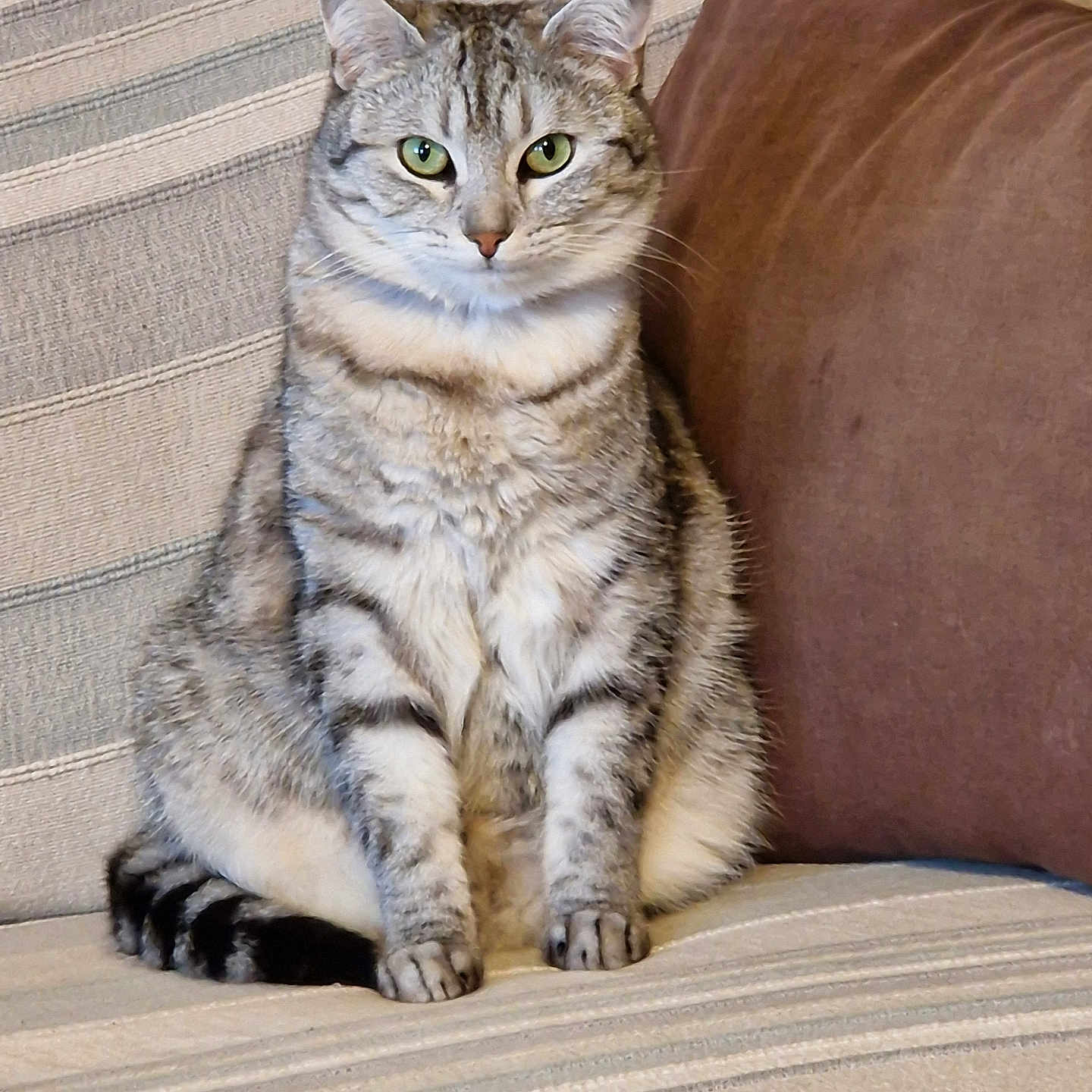 Elsa a rejoint le concours — aidez-le/la à gagner de superbes lots ! abyssinian, angora, animal, architecture, armchair, blanket, building, cat, chair, couch, cushion, egyptiancat, furniture, homedecor, indoors, kitten, livingroom, manx, pet, room