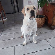 Mickey a rejoint le concours — aidez-le/la à gagner de superbes lots ! animal, basket, brown, cute, dog, domestic, eyes, face, floor, home, indoor, interior, labrador, obedient, pet, plant, sitting, tile, white, wooden_furniture