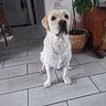 animal, basket, brown, cute, dog, domestic, eyes, face, floor, home, indoor, interior, labrador, obedient, pet, plant, sitting, tile, white, wooden_furniture