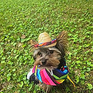 Bruno is registered to the contest to win money with this photo: dog, small_dog, grass, outdoor, pet, costume, hat, colorful, animal, cute, nature, leafy_ground, festive, portrait, mammal, playful, canine, holiday, summer, wearing_clothes