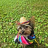 dog, small_dog, grass, outdoor, pet, costume, hat, colorful, animal, cute, nature, leafy_ground, festive, portrait, mammal, playful, canine, holiday, summer, wearing_clothes