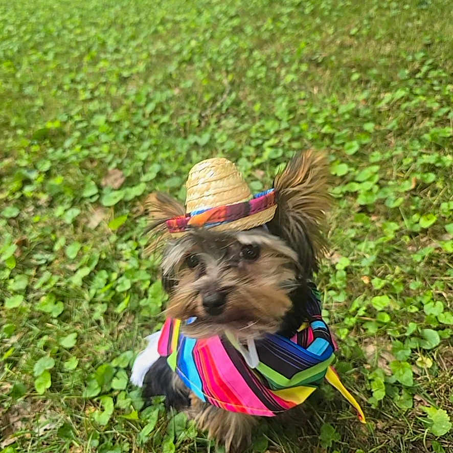 Bruno