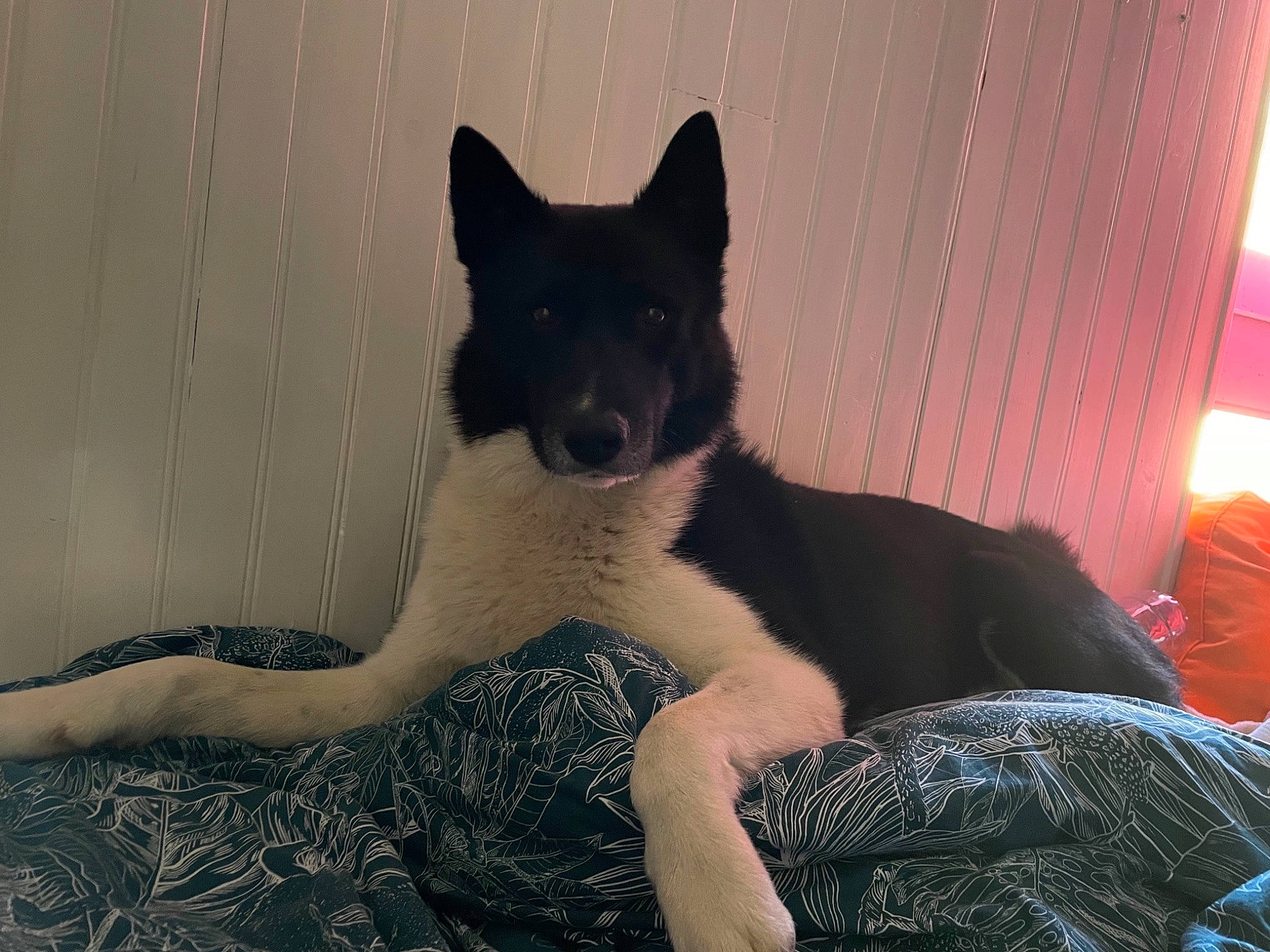 Neyo a rejoint le concours — aidez-le/la à gagner de superbes lots ! art, carnivore, comfort, companion_dog, curtain, dog, dog_breed, felidae, foot, fur, herding_dog, human_leg, sitting, small_to_medium_sized_cats, sporting_group, tail, tints_and_shades, whiskers, working_animal, working_dog