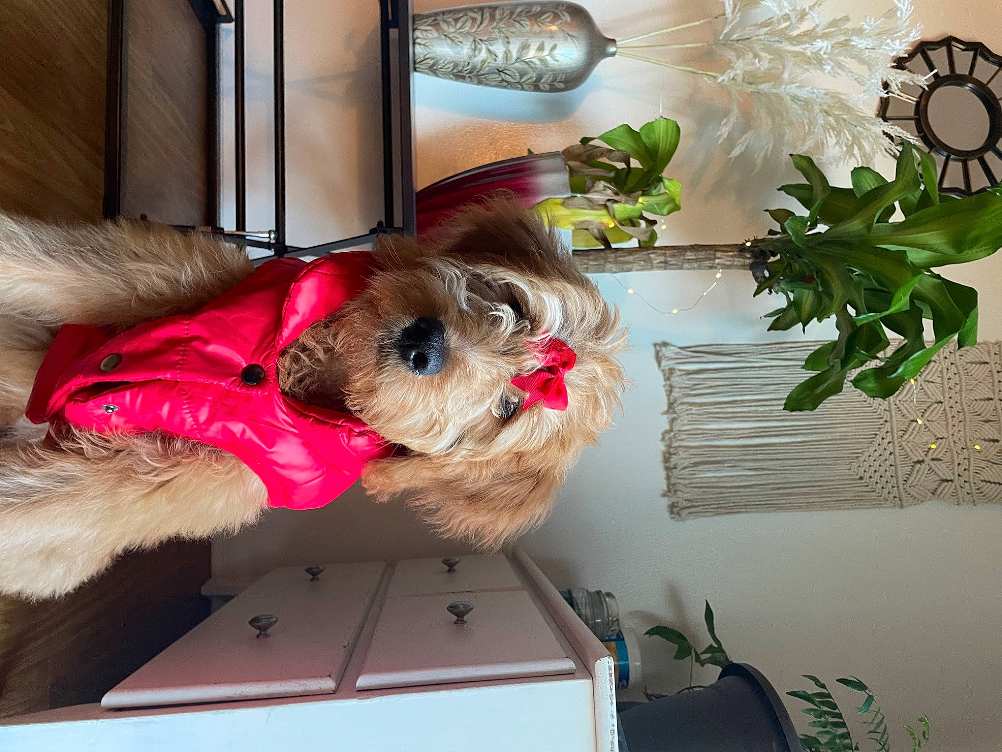 Velvet is registered to the contest to win money with this photo: carnivore, companion_dog, dog, dog_breed, dog_clothes, dog_supply, fawn, fur, home_accessories, liver, pet_supply, plant, room, small_terrier, sporting_group, terrier, toy_dog, twig, working_animal, yorkshire_terrier