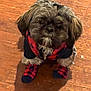 Bucky is registered to the contest to win money with this photo: dog, small_dog, puppy, pet, clothing, socks, wooden_floor, indoor, brown_floor, fur, looking_up, cute, adorable, animal, companion, domestic_animal, furry, sitting, shadow, red_black_outfit