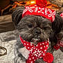 Bucky joined the competition — help win amazing prizes! dog, small_dog, knit_hat, scarf, red_scarf, red_hat, fireplace, firewood, cozy, holiday, winter_clothing, marble_floor, pet, cute, indoors, warm_lighting, festive, pom_pom, fur, animal