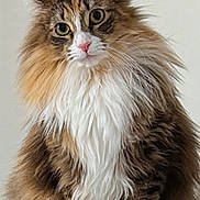 Elsie joined the competition — help win amazing prizes! cat, fluffy, long_hair, sitting, pet, animal, whiskers, ears, tail, paws, brown, white, orange, indoor, portrait, domestic_cat, cute, feline, fur, looking