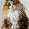 cat, fluffy, long_hair, sitting, pet, animal, whiskers, ears, tail, paws, brown, white, orange, indoor, portrait, domestic_cat, cute, feline, fur, looking