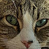 alert, animal, background_blur, battery_icon, cat, close_up, cute, domestic_cat, expression, face, feline, fur, green_eyes, indoor, pet, pink_nose, portrait, tabby, text_overlay, whiskers