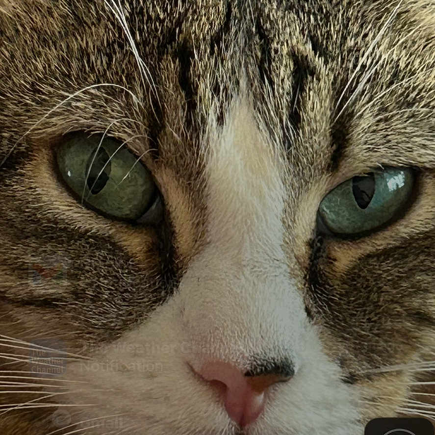 Rosie joined the competition — help win amazing prizes! cat, close_up, tabby, green_eyes, fur, whiskers, pink_nose, pet, animal, indoor, portrait, face, alert, cute, domestic_cat, feline, expression, background_blur, battery_icon, text_overlay