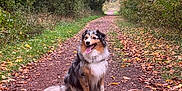 Naya a rejoint le concours — aidez-le/la à gagner de superbes lots ! dog, australian_shepherd, animal, pet, outdoor, forest, path, autumn, fall_foliage, leaves, nature, happy, sitting, tongue_out, trail, trees, greenery, walking_path, canine, scenic
