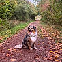 dog, australian_shepherd, animal, pet, outdoor, forest, path, autumn, fall_foliage, leaves, nature, happy, sitting, tongue_out, trail, trees, greenery, walking_path, canine, scenic
