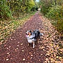 Naya a rejoint le concours — aidez-le/la à gagner de superbes lots ! dog, canine, outdoor, path, forest, autumn, leaves, nature, walking, happy, tongue_out, fur, trees, trail, scenery, daylight, park, animal, pet, hiking