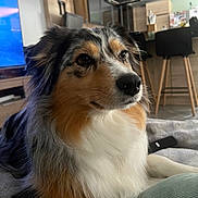Naya a rejoint le concours — aidez-le/la à gagner de superbes lots ! dog, australian_shepherd, pet, animal, fur, indoor, living_room, blanket, couch, modern, kitchen, television, furniture, relaxed, closeup, portrait, brown, black, white, cute