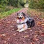 Naya a rejoint le concours — aidez-le/la à gagner de superbes lots ! dog, australian_shepherd, animal, pet, outdoor, forest, path, leaves, autumn, nature, happy, tongue_out, fur, walking_trail, smiling, canine, woods, daylight, resting, scenery