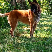 Nikita participe au concours pour gagner de l'argent avec cette photo : dog, animal, outdoor, grass, tree, nature, pet, canine, brown_coat, sunlight, greenery, collar, standing, alert, daylight, mammal, garden, leaf, fur, wildlife