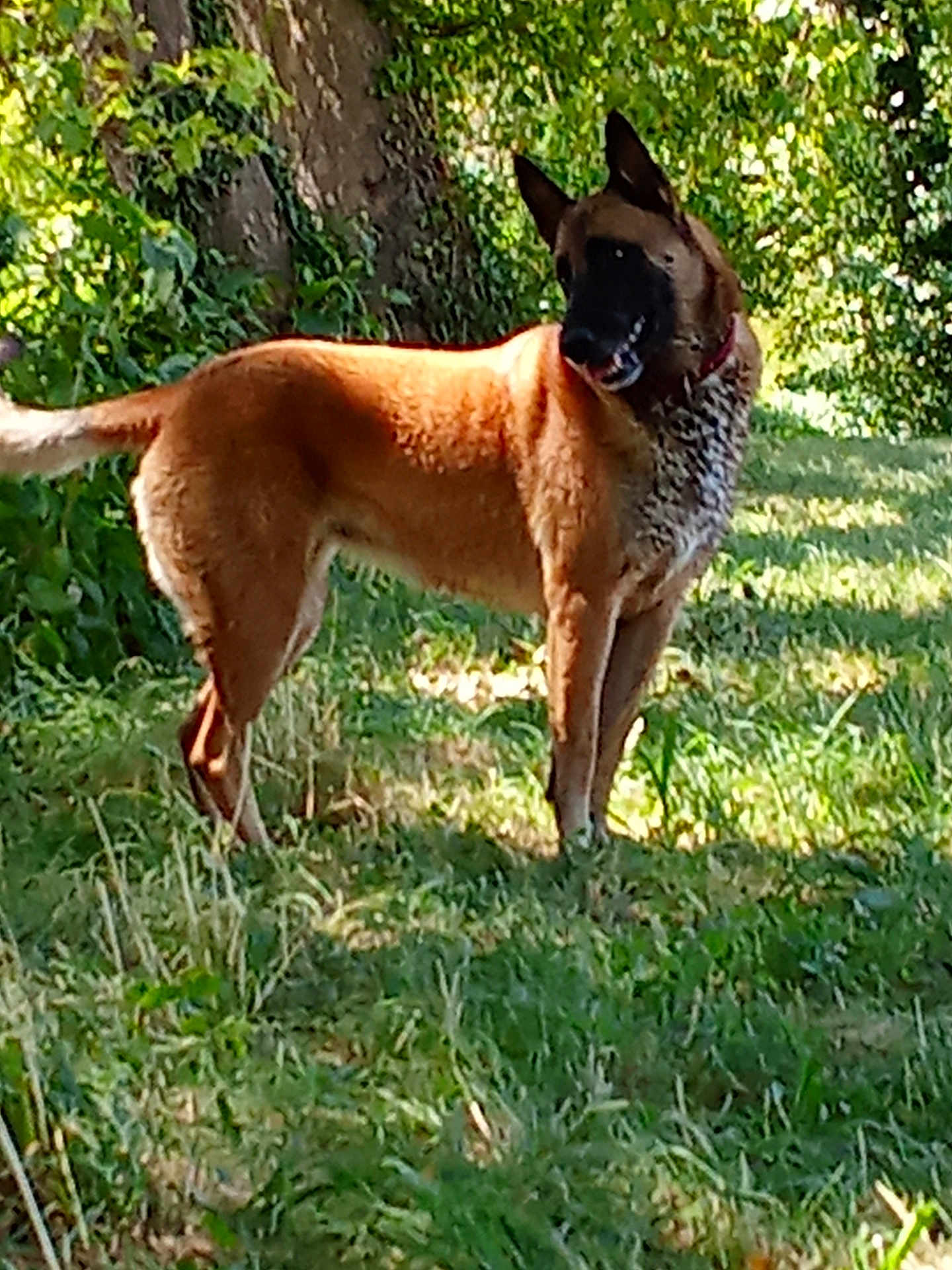 Nikita participe au concours pour gagner de l'argent avec cette photo : dog, animal, outdoor, grass, tree, nature, pet, canine, brown_coat, sunlight, greenery, collar, standing, alert, daylight, mammal, garden, leaf, fur, wildlife