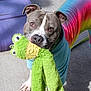 bright_colors, canine, collar, colorful_clothing, concrete, cute, dog, ears, expression, frog_toy, fur, outdoor, pet, playful, plush_toy, purple_object, rainbow_onesie, shadow, sunlight, toy_in_mouth