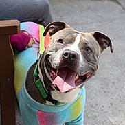 Blu is registered to the contest to win money with this photo: dog, smiling, tongue_out, colorful_sweater, rainbow, pet, canine, happy, outdoor, concrete, collar, leash, bench, person, clothing, paw, animal, friendly, closeup, daylight