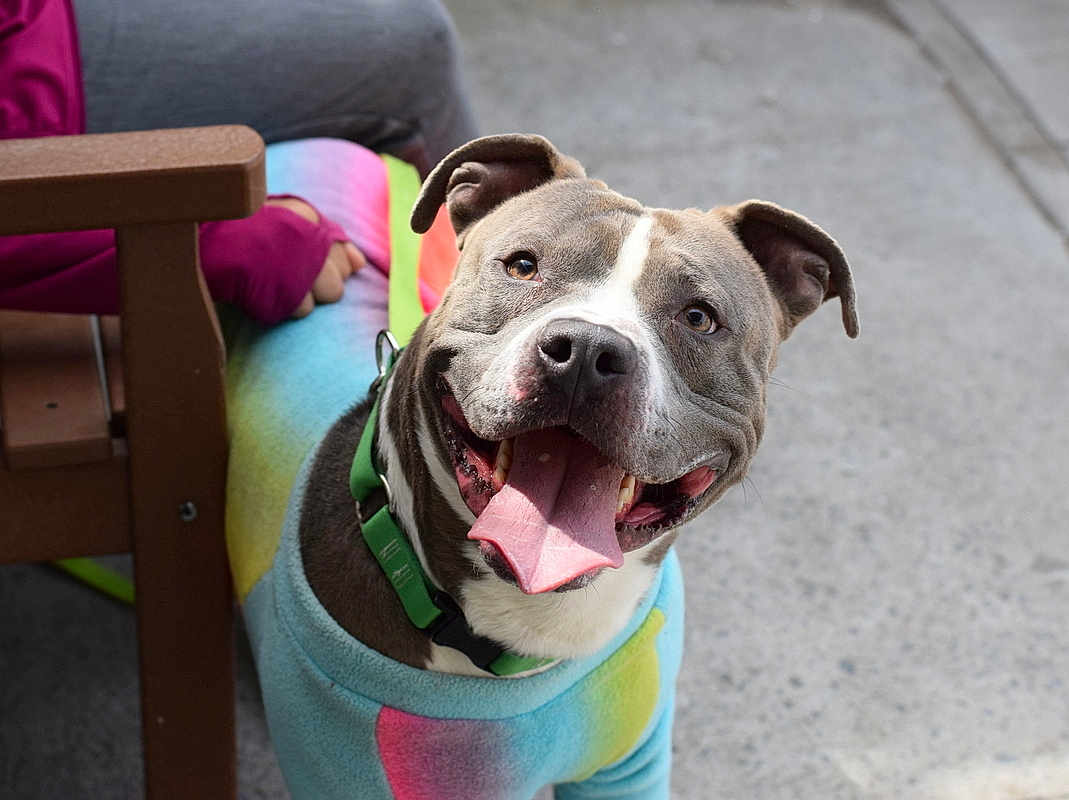 Blu is registered to the contest to win money with this photo: dog, smiling, tongue_out, colorful_sweater, rainbow, pet, canine, happy, outdoor, concrete, collar, leash, bench, person, clothing, paw, animal, friendly, closeup, daylight