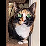 cat, calico_cat, green_eyes, carpet, cat_tree, pet, animal, feline, whiskers, indoor, curious, ears, paws, close_up, cute, looking, fur, domestic_cat, sitting, portrait