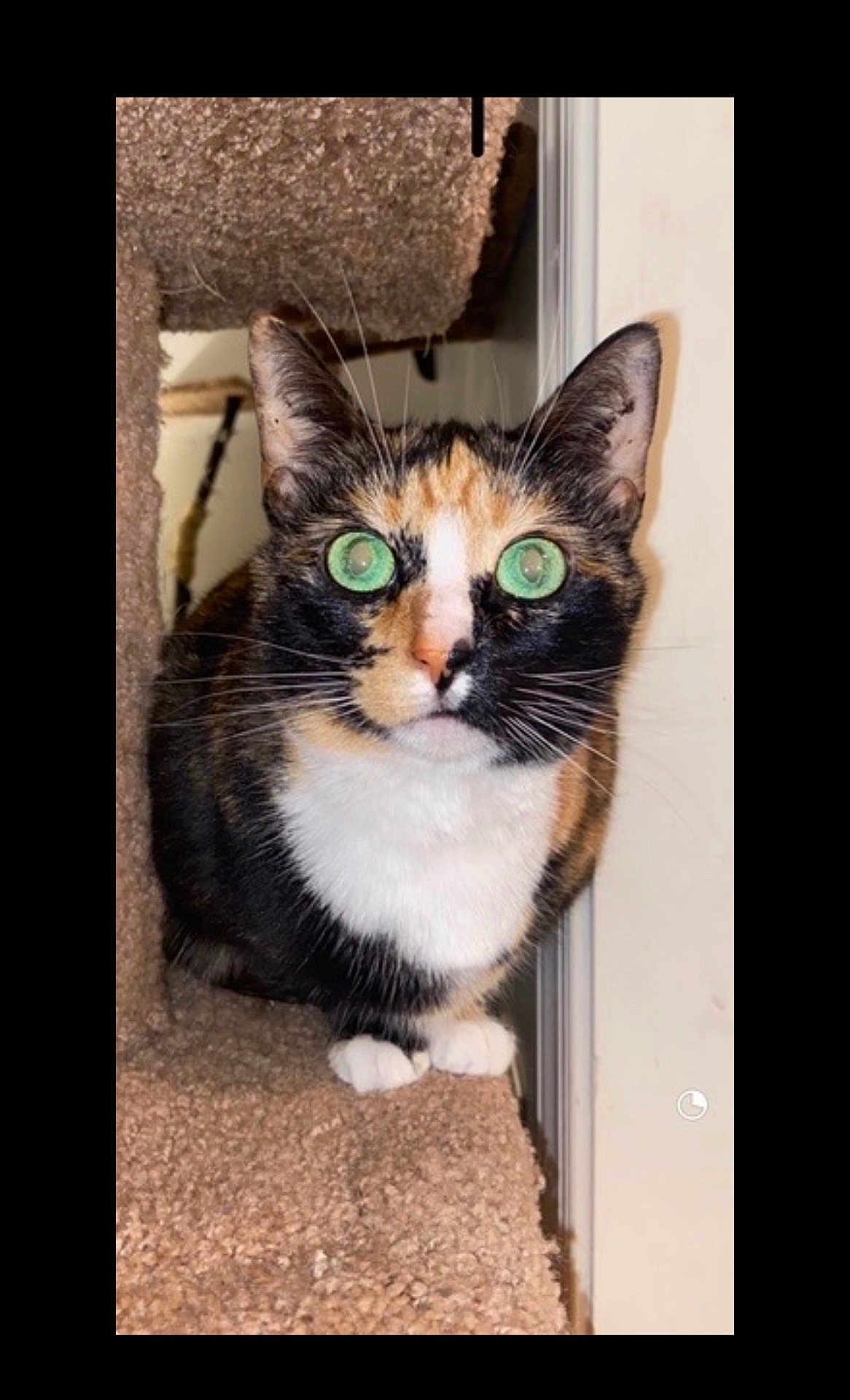 Einstein is registered to the contest to win money with this photo: cat, calico_cat, green_eyes, carpet, cat_tree, pet, animal, feline, whiskers, indoor, curious, ears, paws, close_up, cute, looking, fur, domestic_cat, sitting, portrait