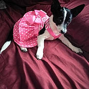 Trixie is registered to the contest to win money with this photo: dog, small_dog, black_and_white, bed, pink_dress, polka_dot, bow, pet, animal, cute, indoors, fabric, curious, lying_down, canine, domestic_animal, fur, ears, whiskers, resting