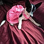 dog, small_dog, black_and_white, bed, pink_dress, polka_dot, bow, pet, animal, cute, indoors, fabric, curious, lying_down, canine, domestic_animal, fur, ears, whiskers, resting