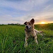 Klaus joined the competition — help win amazing prizes! dog, grass, field, sunset, outdoor, nature, animal, canine, happy, relaxed, ears, collar, greenery, sky, landscape, sun, smile, pet, mammal, summer
