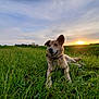 dog, grass, field, sunset, outdoor, nature, animal, canine, happy, relaxed, ears, collar, greenery, sky, landscape, sun, smile, pet, mammal, summer