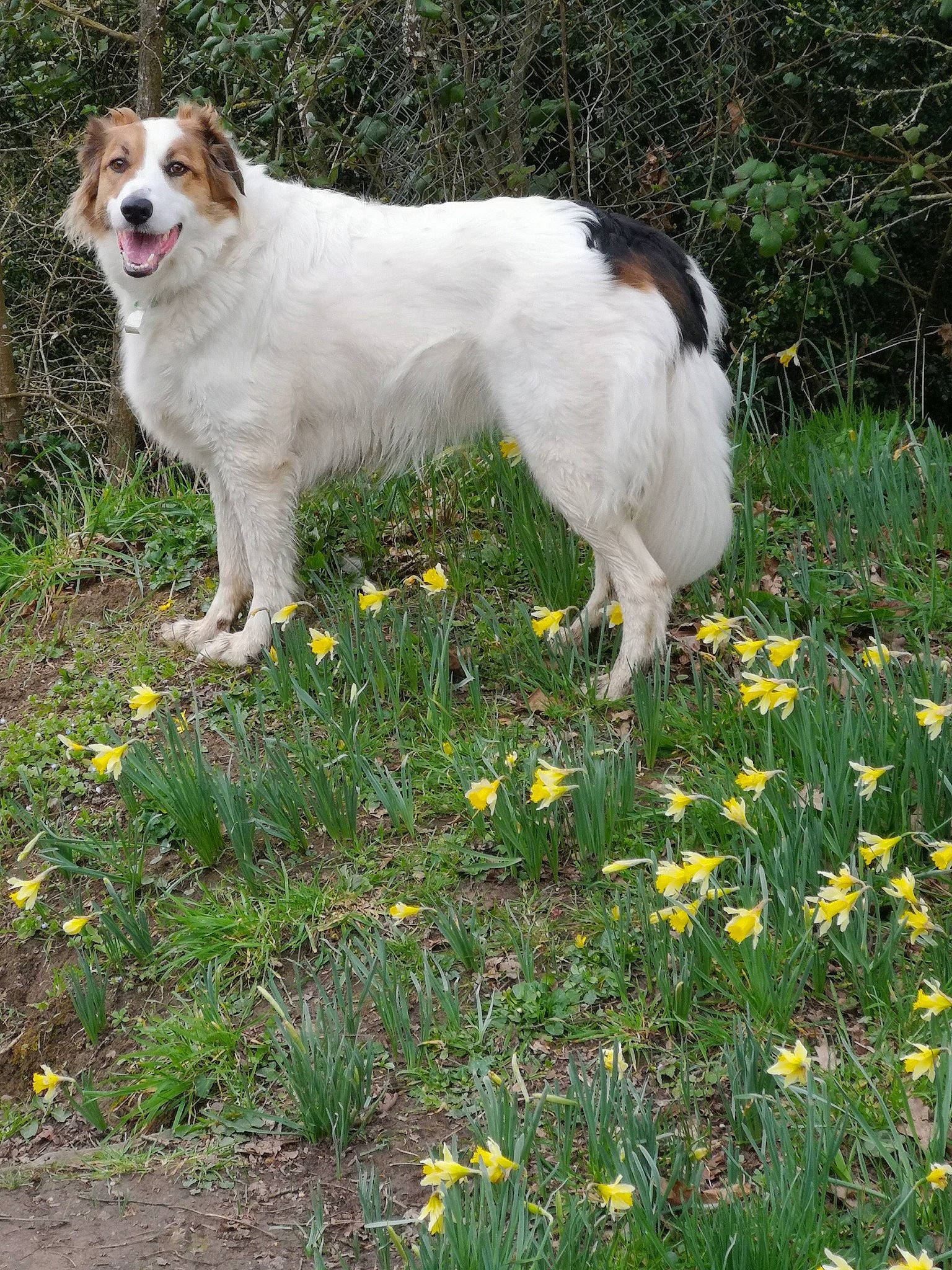 Traezhenn a rejoint le concours — aidez-le/la à gagner de superbes lots ! annual_plant, art, camomile, carnivore, companion_dog, dog, dog_breed, flower, flowering_plant, garden, grass, grass_family, groundcover, herbaceous_plant, meadow, people_in_nature, plant, sporting_group, tail, working_animal