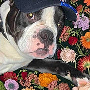 Beaux joined the competition — help win amazing prizes! animal, black_and_white, canine, cap, close_up, colorful, curious, cute, decorative, dog, eagle_emblem, floral_background, flowers, indoor, laying_down, nosed, paw, pet, portrait, soft_light