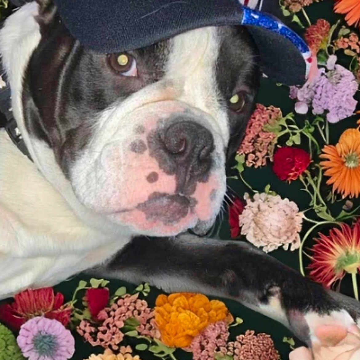 Beaux joined the competition — help win amazing prizes! animal, black_and_white, canine, cap, close_up, colorful, curious, cute, decorative, dog, eagle_emblem, floral_background, flowers, indoor, laying_down, nosed, paw, pet, portrait, soft_light