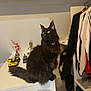 cat, black_cat, fluffy, pet, indoor, furniture, shelf, clothing, decor, yellow_eyes, curious, sitting, domestic_animal, household, table, toy, coat, room, shadow, portrait